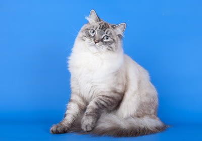 涅瓦河假面猫-品系百科