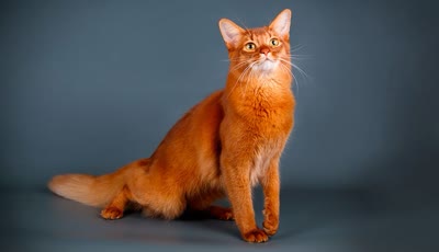 索马里猫-品系百科