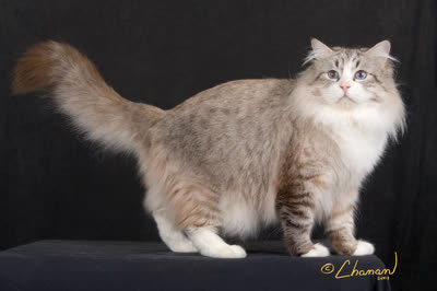 西伯利亚猫-品系百科