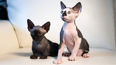 巴比诺短尾猫-品系百科