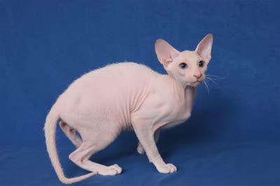 彼得秃猫-品系百科 彼得秃猫-品系百科
