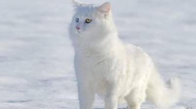 土耳其梵科迪斯猫-品系百科