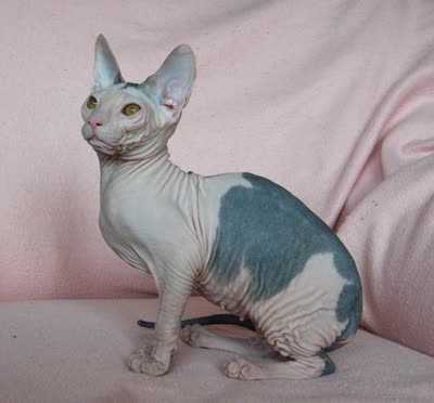 顿斯科伊猫-品系百科