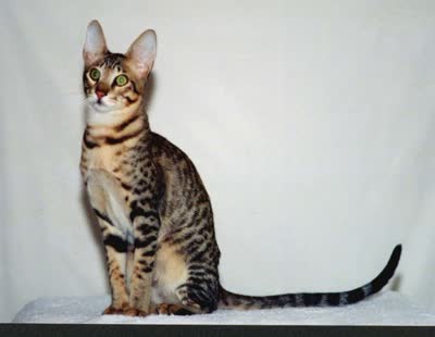 塞伦盖蒂猫-品系百科