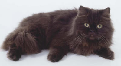 约克巧克力猫-品系百科