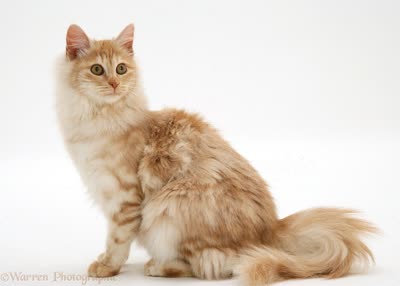 土耳其安哥拉猫-品系百科