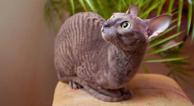 柯尼斯卷毛猫-品系百科