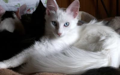 土耳其安哥拉猫-品系百科