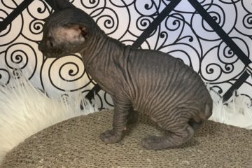 巴比诺短尾猫-品系百科