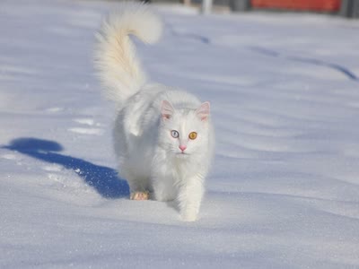 土耳其梵科迪斯猫-品系百科