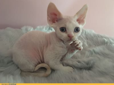 德文卷毛猫-品系百科