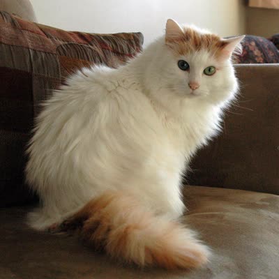 土耳其梵猫-品系百科