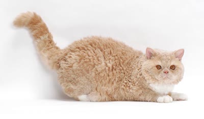 塞尔凯克卷毛猫-品系百科