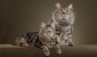 美国短尾猫-品系百科