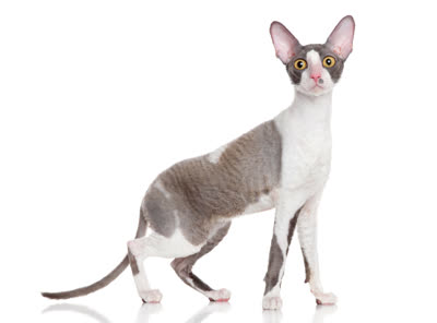 柯尼斯卷毛猫-品系百科