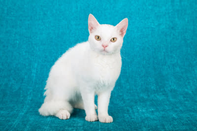 美国刚毛猫-品系百科