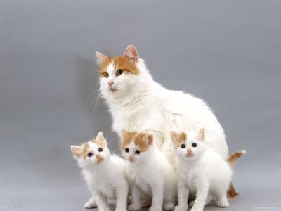 土耳其梵猫-品系百科