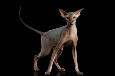 彼得秃猫-品系百科