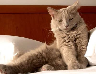 约克巧克力猫-品系百科