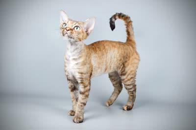 德文卷毛猫-品系百科