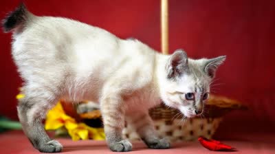 湄公短尾猫-品系百科