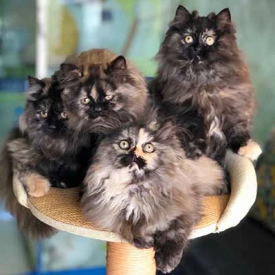 异国长毛猫-品系百科