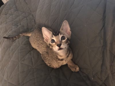 塞伦盖蒂猫-品系百科