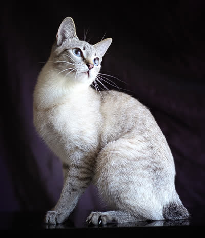 湄公短尾猫-品系百科