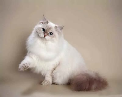涅瓦河假面猫-品系百科