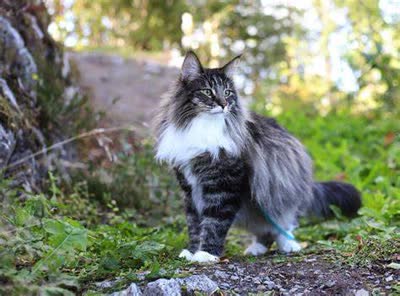 挪威森林猫-品系百科
