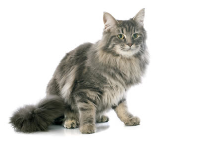 土耳其安哥拉猫-品系百科