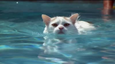 土耳其梵猫-品系百科