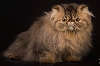 异国长毛猫-品系百科 异国长毛猫-品系百科