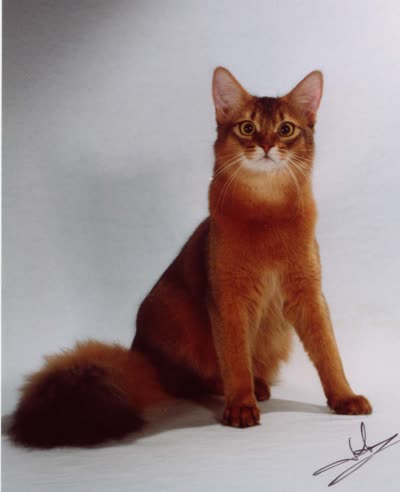 索马里猫-品系百科