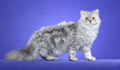 塞尔凯克卷毛猫-品系百科 塞尔凯克卷毛猫-品系百科