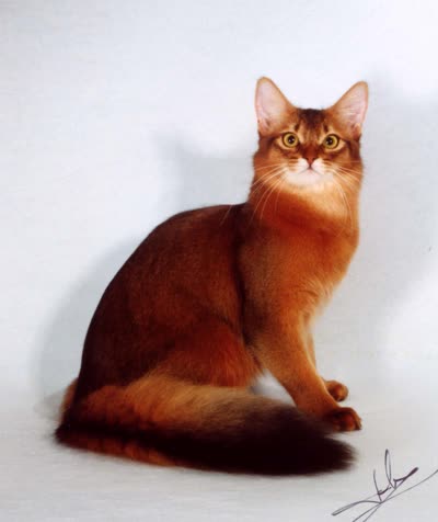 索马里猫-品系百科 索马里猫-品系百科