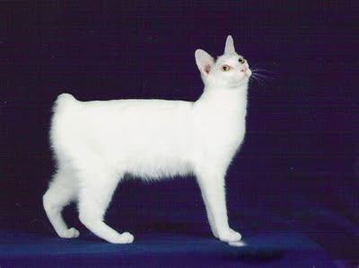 日本短尾猫-品系百科