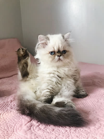 喜马拉雅猫-品系百科