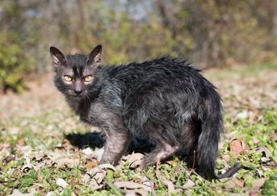 狼猫-品系百科