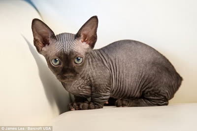 巴比诺短尾猫-品系百科 巴比诺短尾猫-品系百科