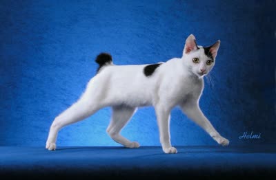 日本短尾猫-品系百科