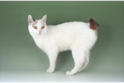日本短尾猫-品系百科
