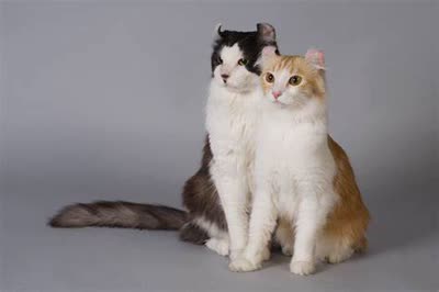 美国卷耳猫-品系百科
