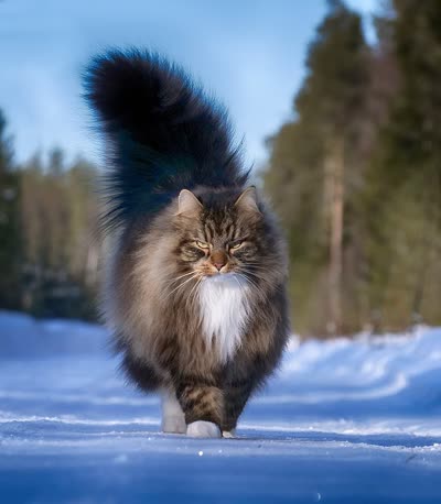 挪威森林猫-品系百科