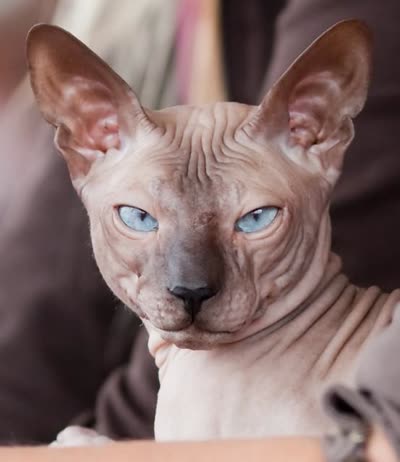 彼得秃猫-品系百科