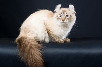 美国卷耳猫-品系百科 美国卷耳猫-品系百科
