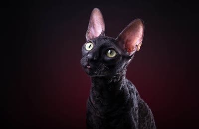 柯尼斯卷毛猫-品系百科
