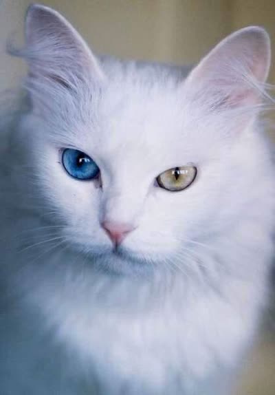 土耳其梵科迪斯猫-品系百科