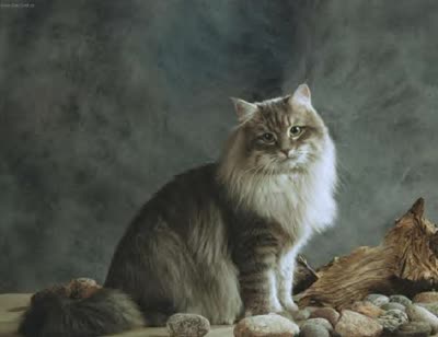 西伯利亚猫-品系百科