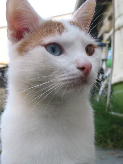 土耳其梵猫-品系百科